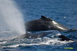 Baleine à bosses