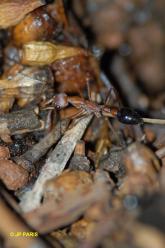 Fourmis bouledogue