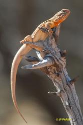 Lézards d'Australie