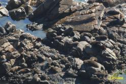 Otarie à fourrure d'Australie