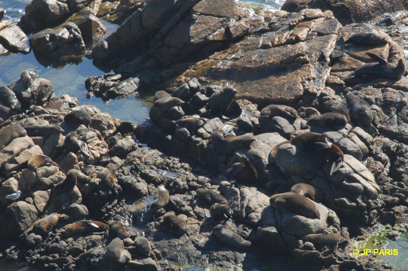 Otarie à fourrure d'Australie