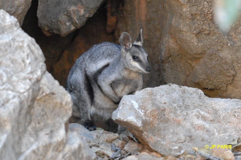 Wallaby des rochers
