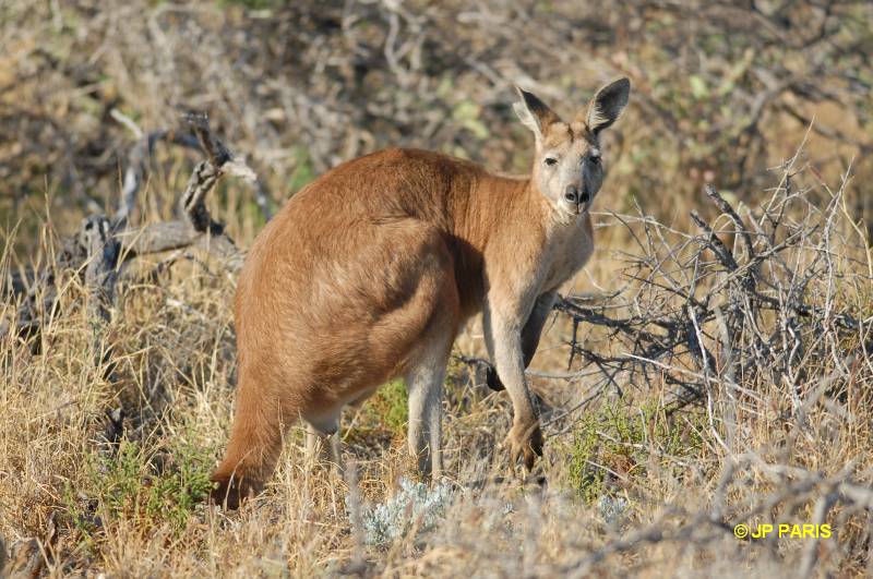 Wallaroo