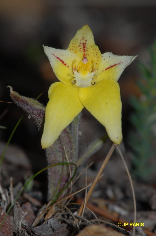 Caladenia flava