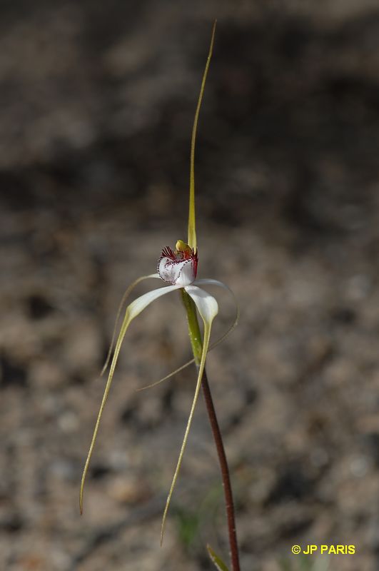 Caladenia longicauda