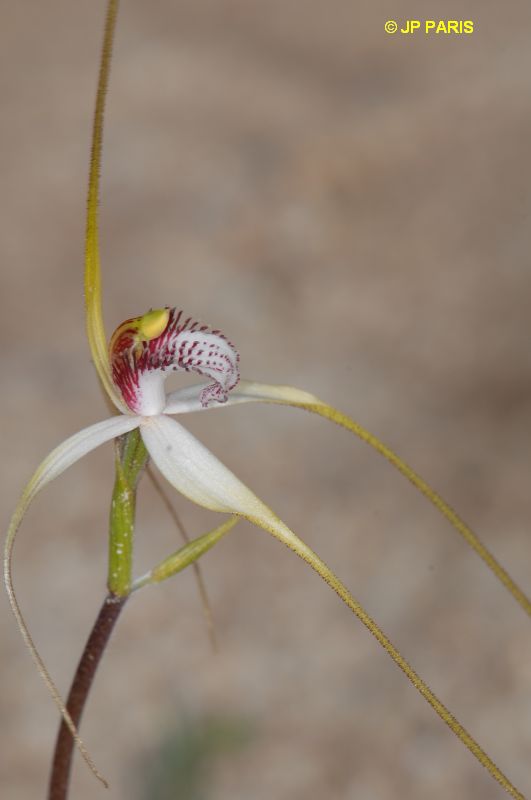 Caladenia longicauda