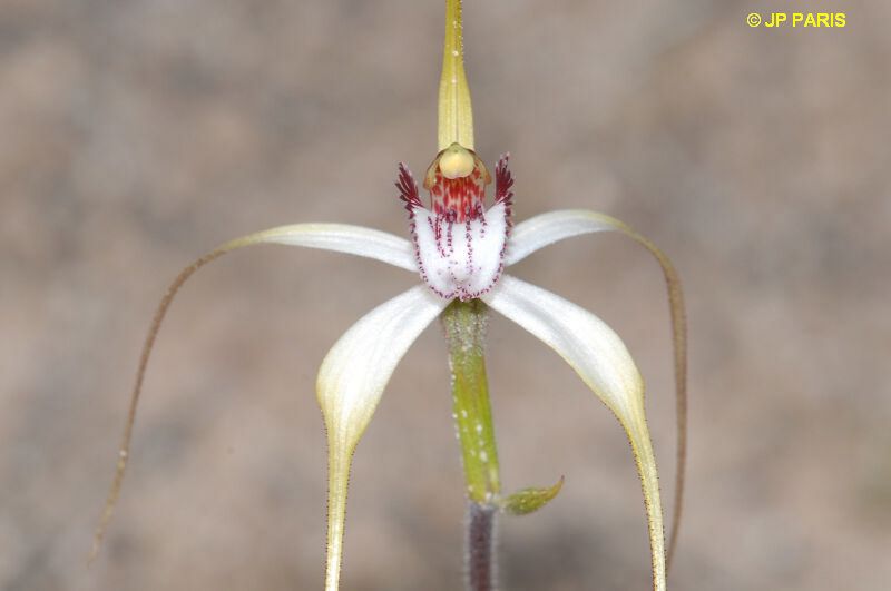 Caladenia longicauda