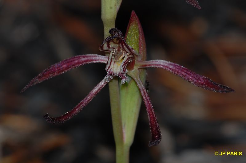 Pyrorchis nigricans