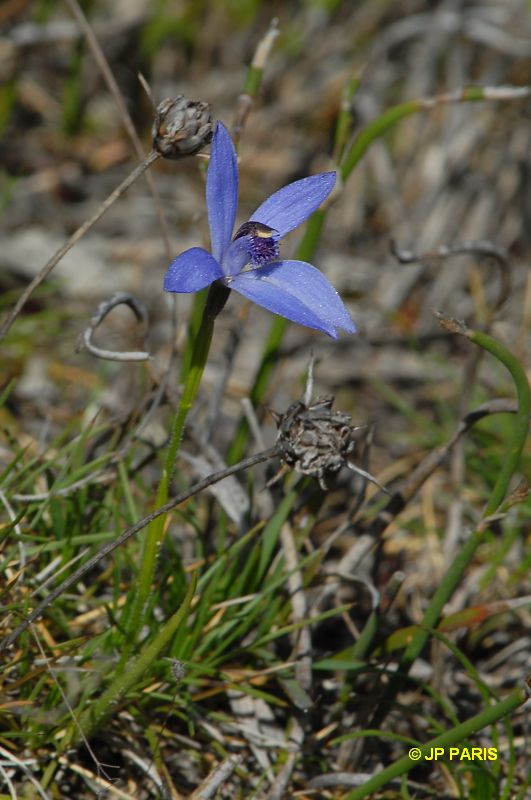 Silky Blue Orchid