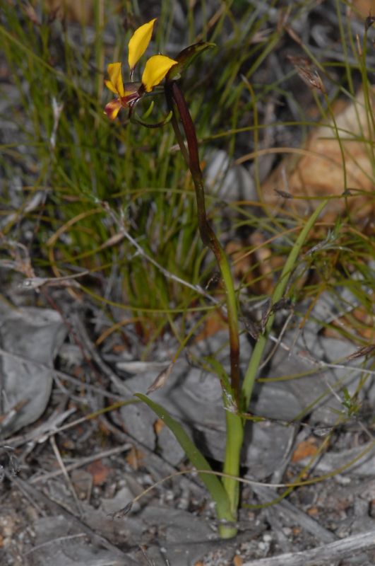 Diuris brumalis