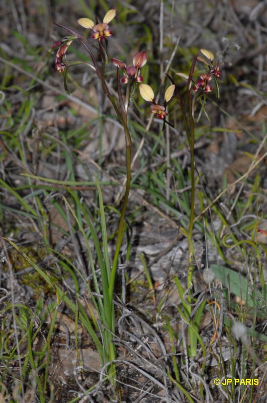 Diuris longifolia
