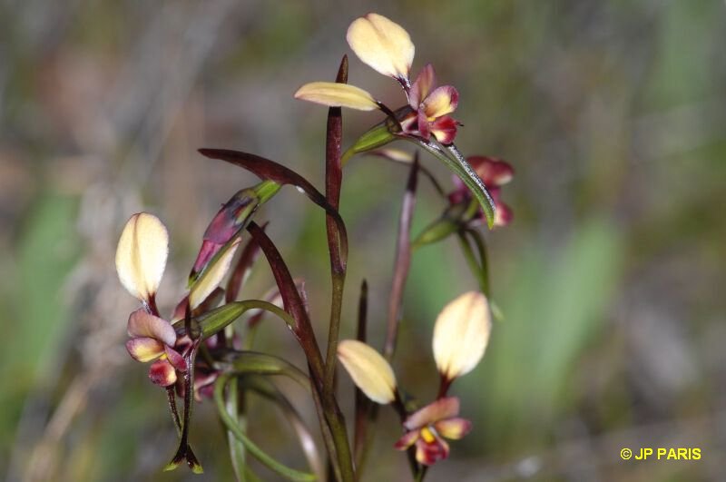 Diuris longifolia