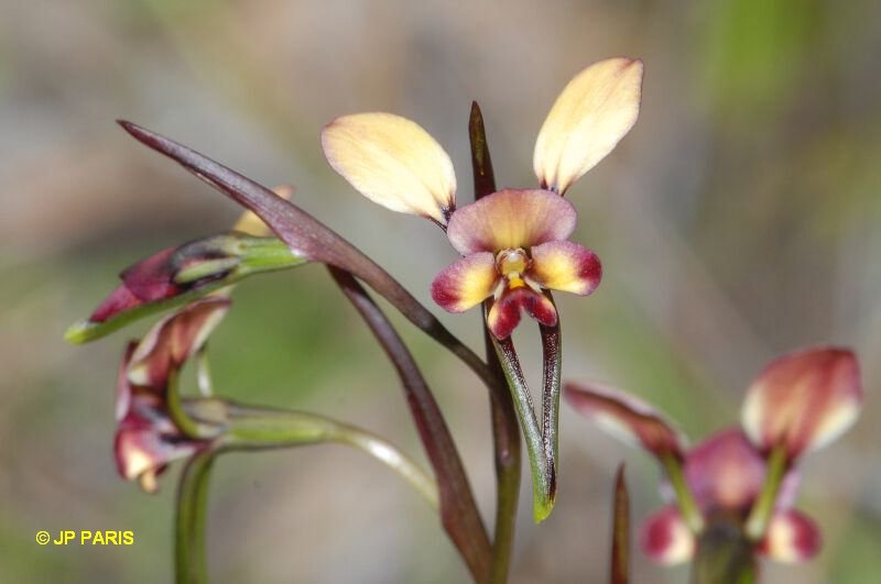 Diuris longifolia