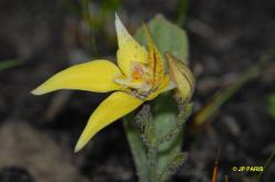 Caladenia flava