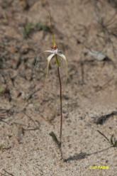 Caladenia longicauda