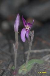 Caladenia reptans