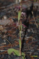 Pyrorchis nigricans