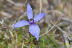 Cyanicula sericea