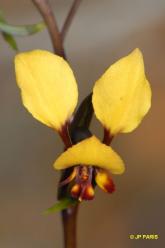 Diuris brumalis