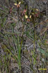 Diuris longifolia