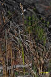 Prasophyllum hians