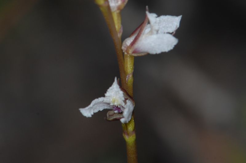 Prasophyllum hians