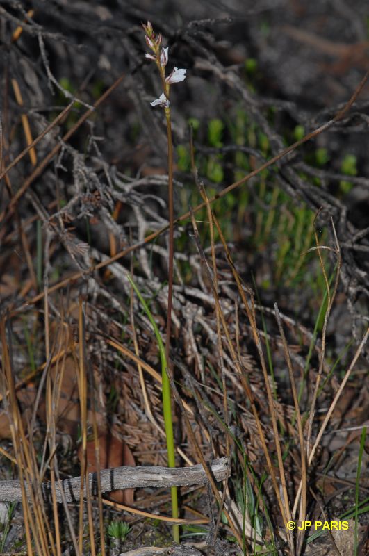 Prasophyllum hians