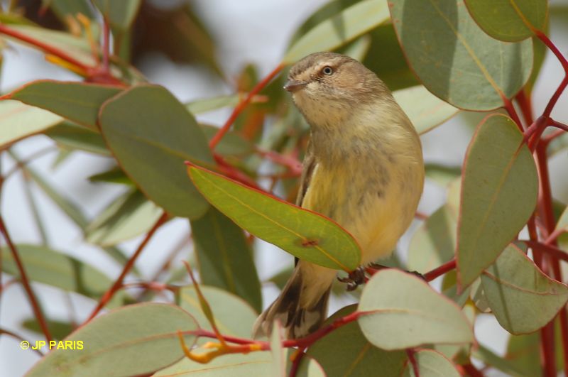 Smicrornis brevirostris
