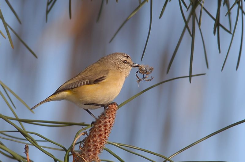 Acanthiza chrysorrhoa