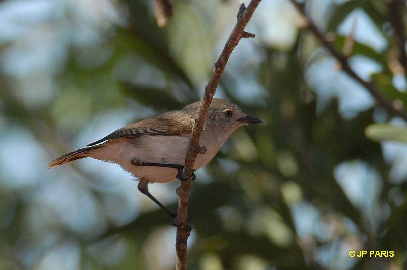 Acanthiza uropygialis