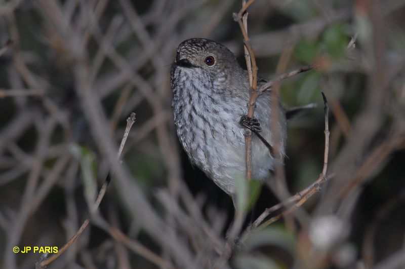 Acanthiza apicalis
