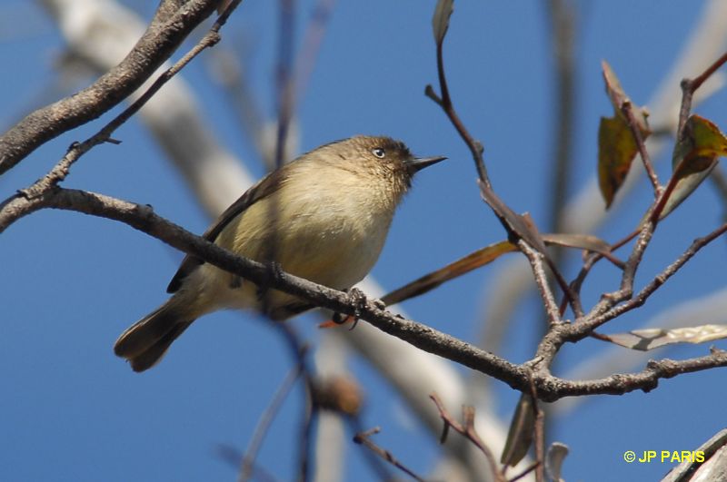 Acanthiza inornata