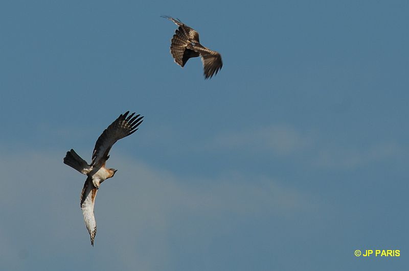 Aigle nain