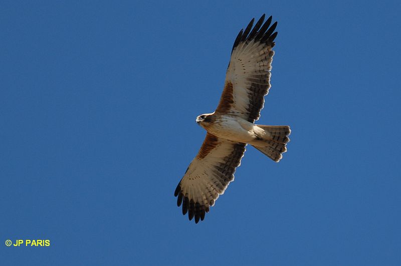 Aigle nain