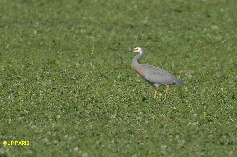 Egretta novaehollandiae