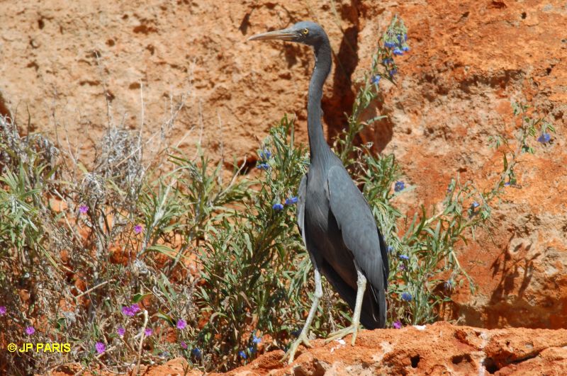 Egretta sacra