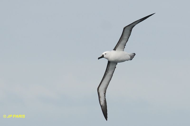 Thalassarche chlororhynchos