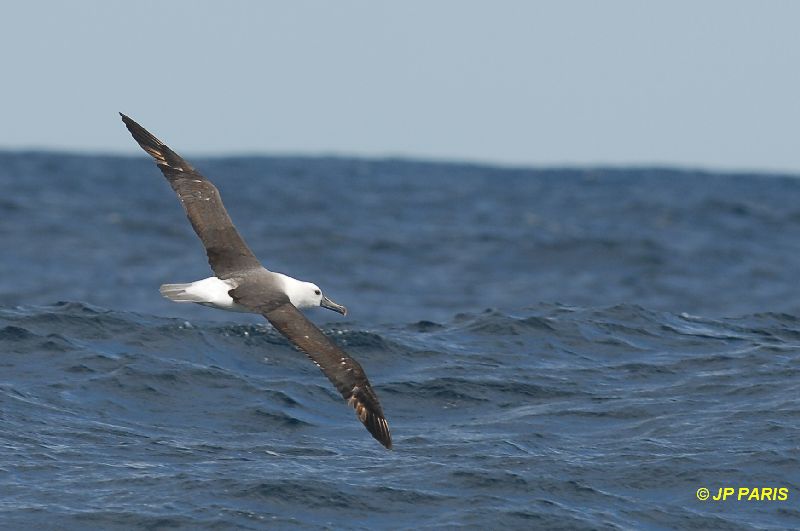 Thalassarche chlororhynchos