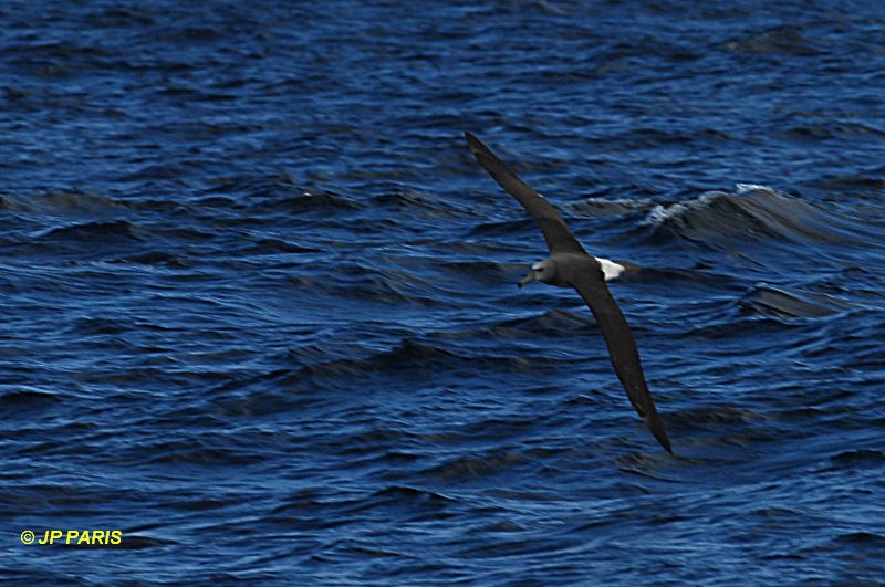 Salvin's Albatross