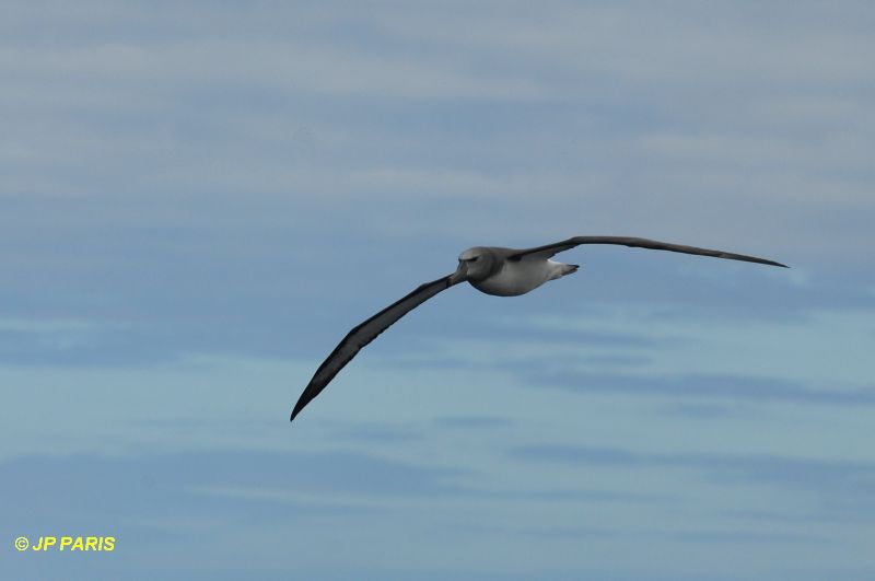 Salvin's Albatross