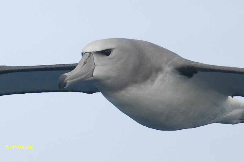 Salvin's Albatross