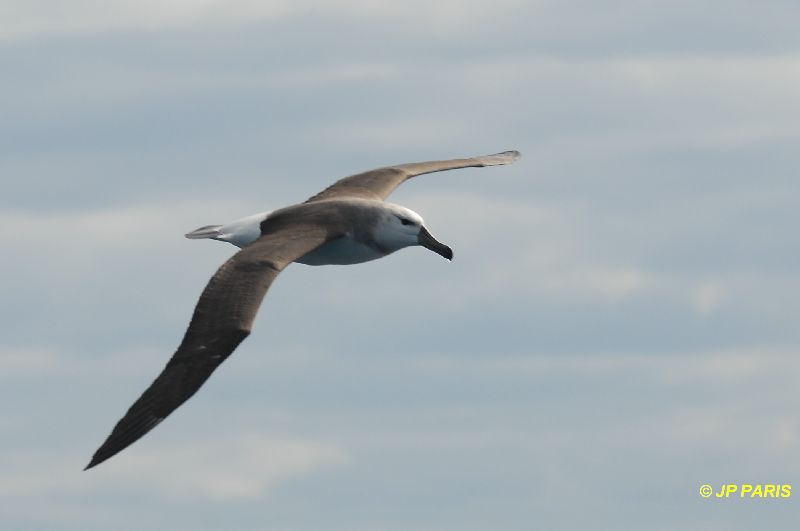 Thalassarche melanophris