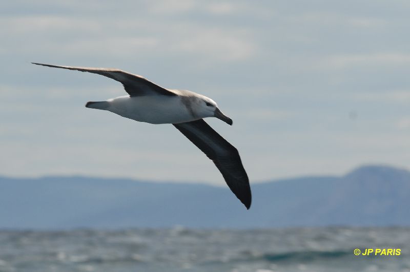 Thalassarche melanophris