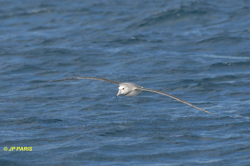 Thalassarche melanophris