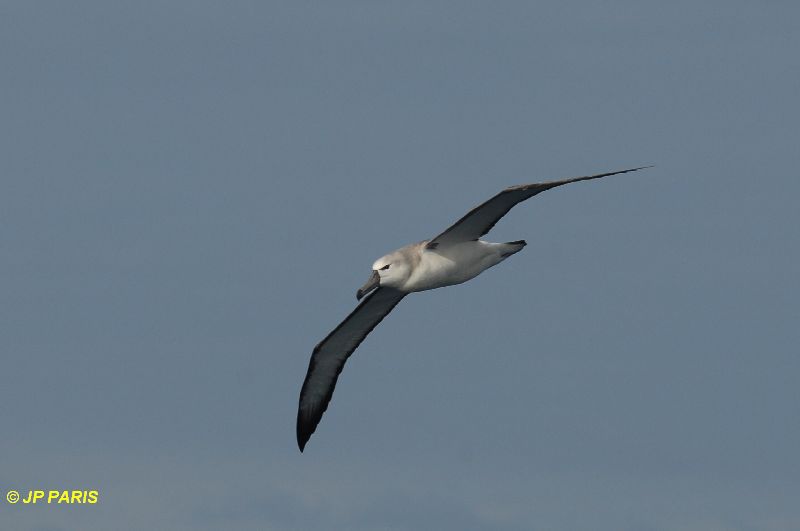 Thalassarche cauta