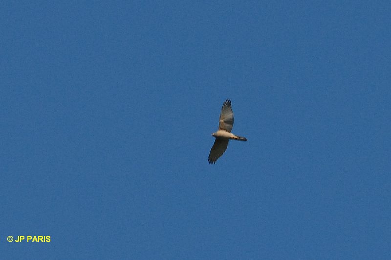 Accipiter fasciatus