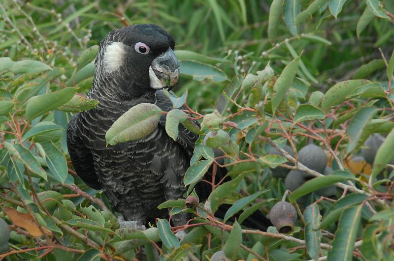 Calyptorhynchus baudinii