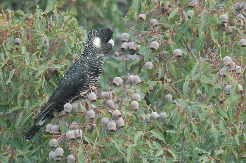 Calyptorhynchus baudinii