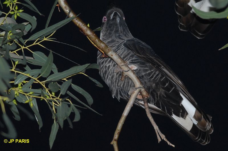 Calyptorhynchus latirostris