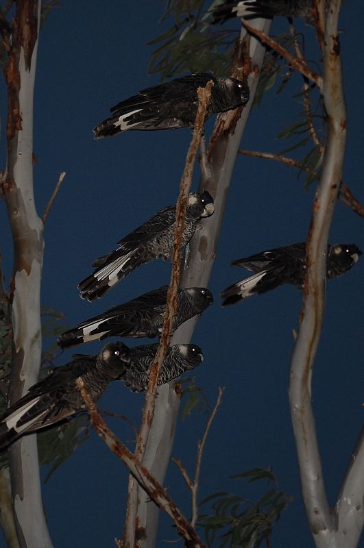 Calyptorhynchus latirostris
